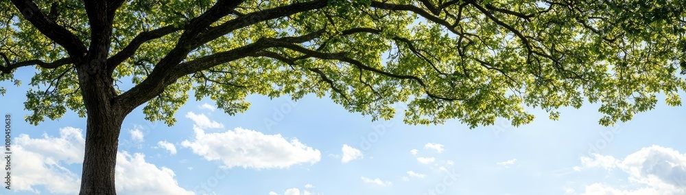 Fototapeta premium A large tree shading a lush green hillside under a bright blue sky.