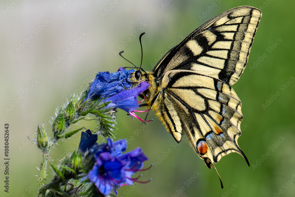 Naklejka premium Papillon Machaon