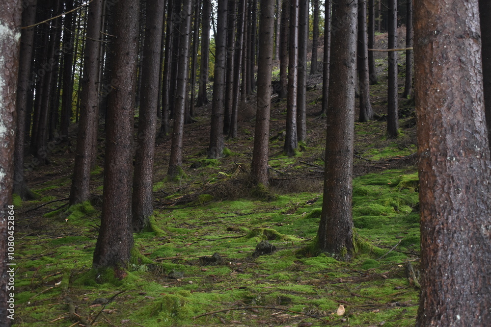 Fototapeta premium forest in autumn