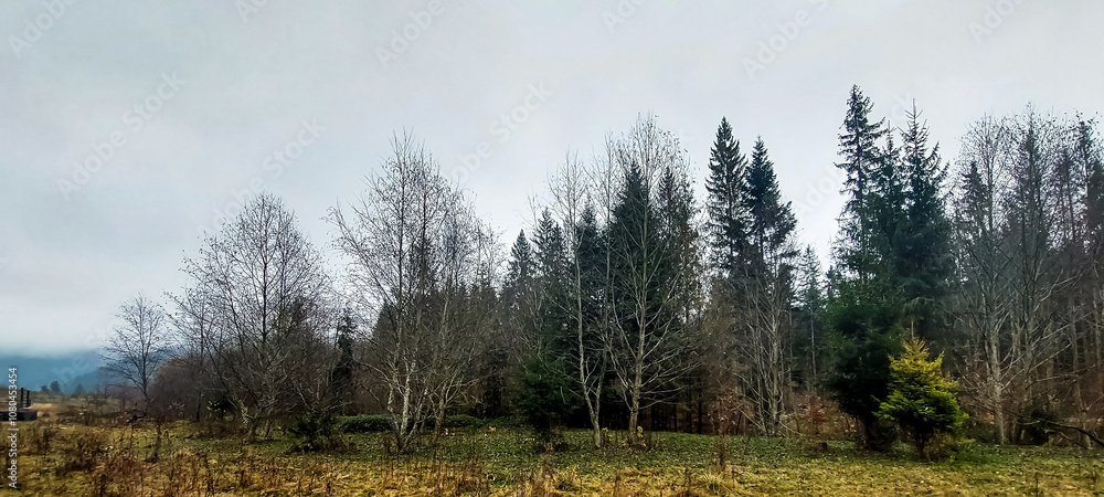 Landscapes - Forest - Europe, Romania, Suceava region Landscapes - Forest - Europe, Romania, Suceava region