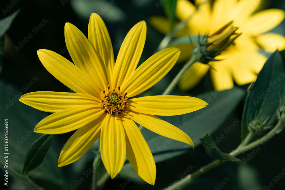 Beautifully opened yellow petals of Jerusalem artichoke Beautifully opened yellow petals of Jerusalem artichoke