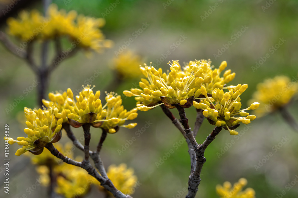 Japanese cornel, with many buds beginning to bloom Japanese cornel, with many buds beginning to bloom