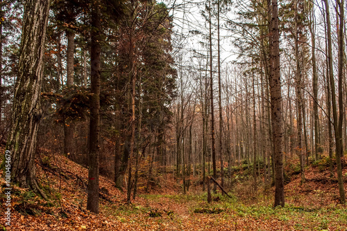 Landscapes - Forest - Europe, Romania, Suceava region