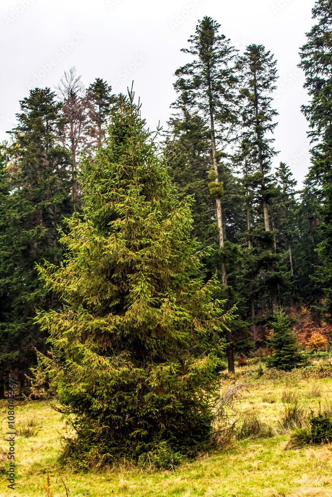 Fototapeta premium Landscapes - Forest - Europe, Romania, Suceava region