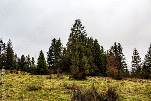 Landscapes - Forest - Europe, Romania, Suceava region