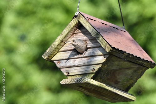 wren bird in birdhouse