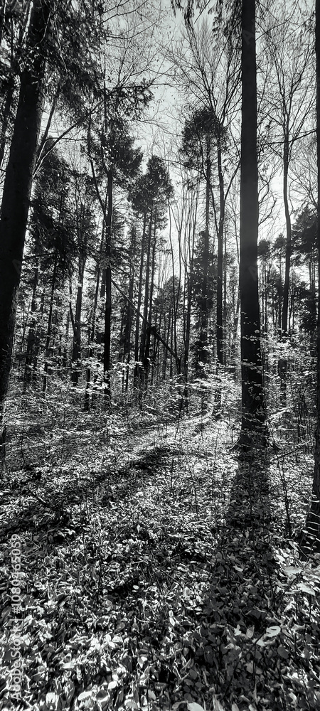 Naklejka premium Landscapes - Forest - Europe, Romania, Suceava region