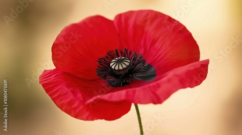 A field filled with bright red poppy flowers sways gently under the warm glow of the morning sun. The scene captures the freshness of a peaceful spring day in nature.