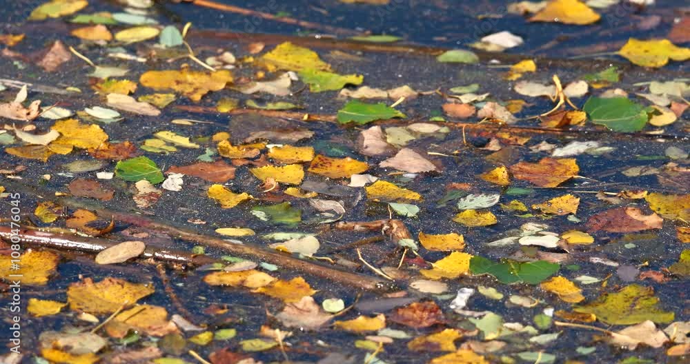 Colourful leaves drowned and swimming on top of water, in a canal Colourful leaves drowned and swimming on top of water, in a canal