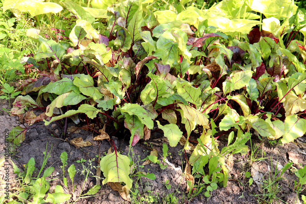 Beetroot bed in partial shade in the vegetable garden, tops, growing vegetables, farming - color horizontal photo, top and side view