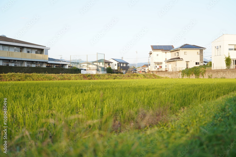 田んぼの中 田んぼの中