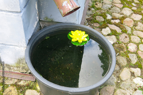 decorative plastic lily floats in a rainwater bucket photo