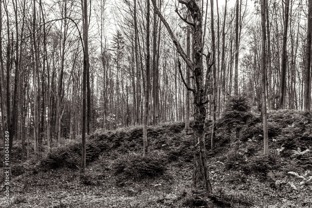 Naklejka premium Landscapes - Forest - Europe, Romania, Suceava region
