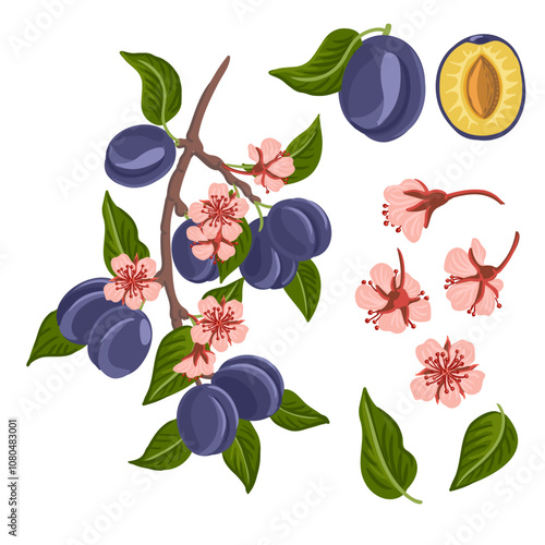 vector drawing plum tree branch with fruits, flowers and green leaves isolated at white background, hand drawn illustration