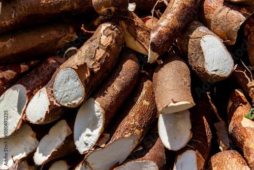 Close-up of harvested cassava roots photo