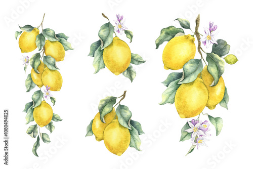 Set of lemon branches with fruits, leaves, flowers. Isolated hand drawn watercolor illustrations. Botanical Compositions for Packaging of goods, interior design, wedding cards