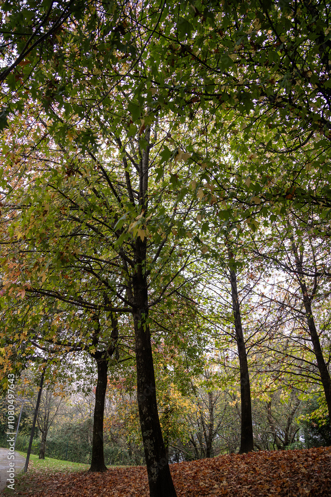 Obraz premium A tranquil autumn scene of a park with trees surrounded by fallen brown leaves, showcasing the beauty of the season with warm tones and a serene atmosphere. Matosinhos, Portugal