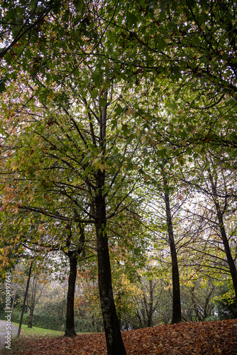 A tranquil autumn scene of a park with trees surrounded by fallen brown leaves, showcasing the beauty of the season with warm tones and a serene atmosphere. Matosinhos, Portugal