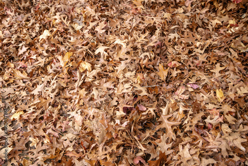 A dense pile of brown and golden autumn oak leaves scattered on the ground, displaying the natural beauty of seasonal decay and the rich textures of fall foliage. Autumnal background