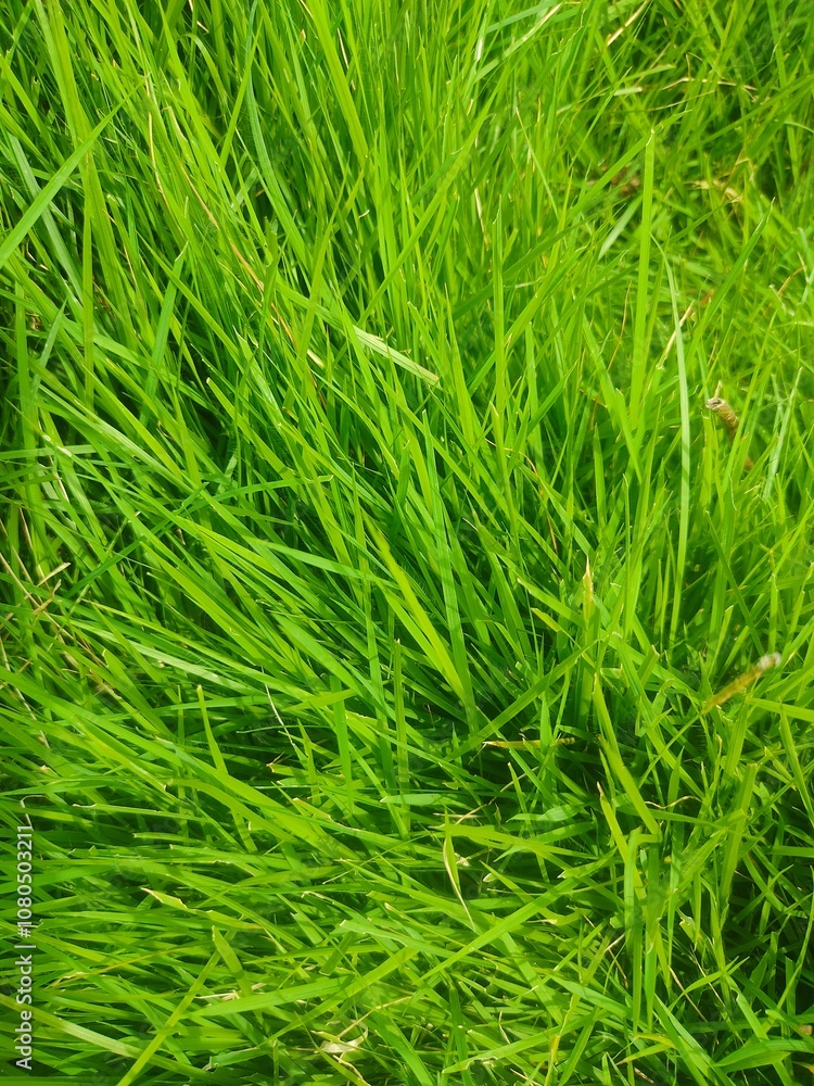 Lush green grass in a backyard garden. Lush green grass in a backyard garden.