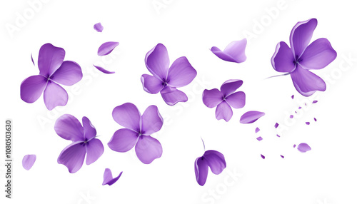 flying purple petals isolated on transparent background cutout