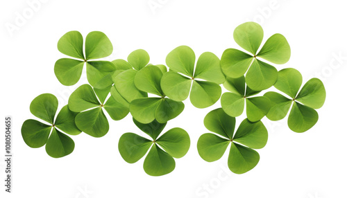 four leaf clover group top view isolated on transparent background cutout