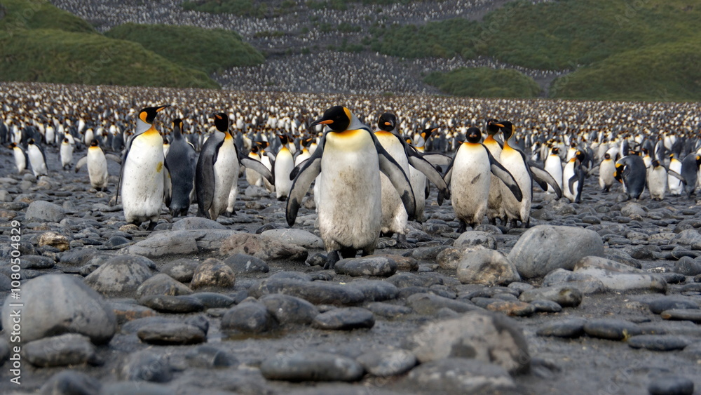 Obraz premium King penguins (Aptenodytes patagonicus) walking at the front of a colony at Salisbury Plain, South Georgia Island
