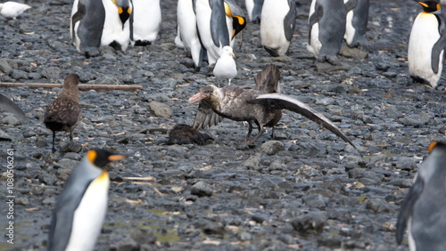 Southern giant petrel (Macronectes giganteus) preying on a chick in a king penguin (Aptenodytes patagonicus) colony at Salisbury Plain, South Georgia Island photo