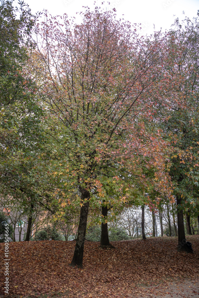 Naklejka premium A tranquil autumn scene of a park with trees surrounded by fallen brown leaves, showcasing the beauty of the season with warm tones and a serene atmosphere. Matosinhos, Portugal