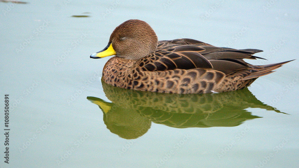 South Georgia pintail (Anas georgica georgica) in a pond at Salisbury Plain, South Georgia Island South Georgia pintail (Anas georgica georgica) in a pond at Salisbury Plain, South Georgia Island