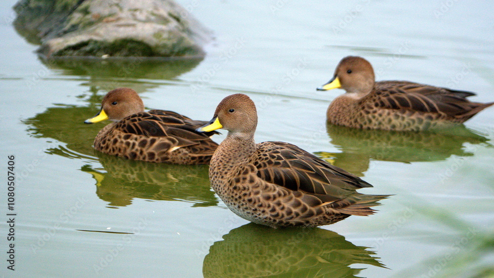 Obraz premium South Georgia pintails (Anas georgica georgica) in a pond at Salisbury Plain, South Georgia Island