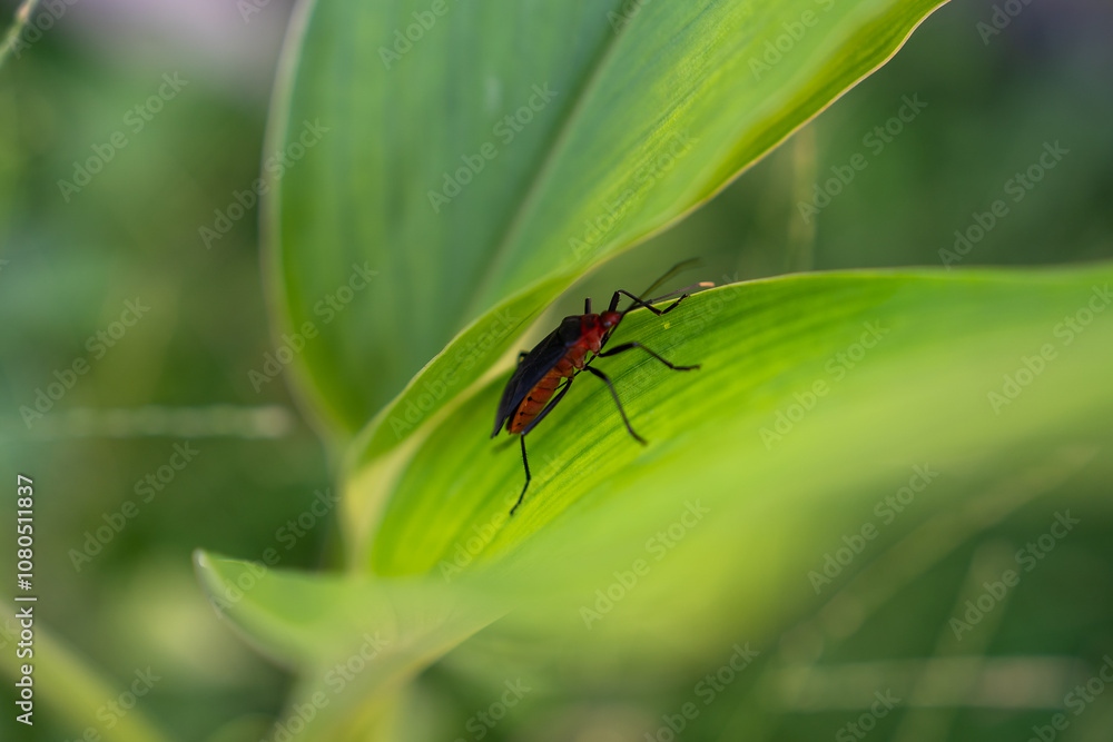 Naklejka premium Insect hiding in leaves