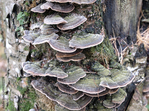 Trametes multicolored (Trametes versicolor) tinder mushroom, saprophyte on birch, turkey tail photo