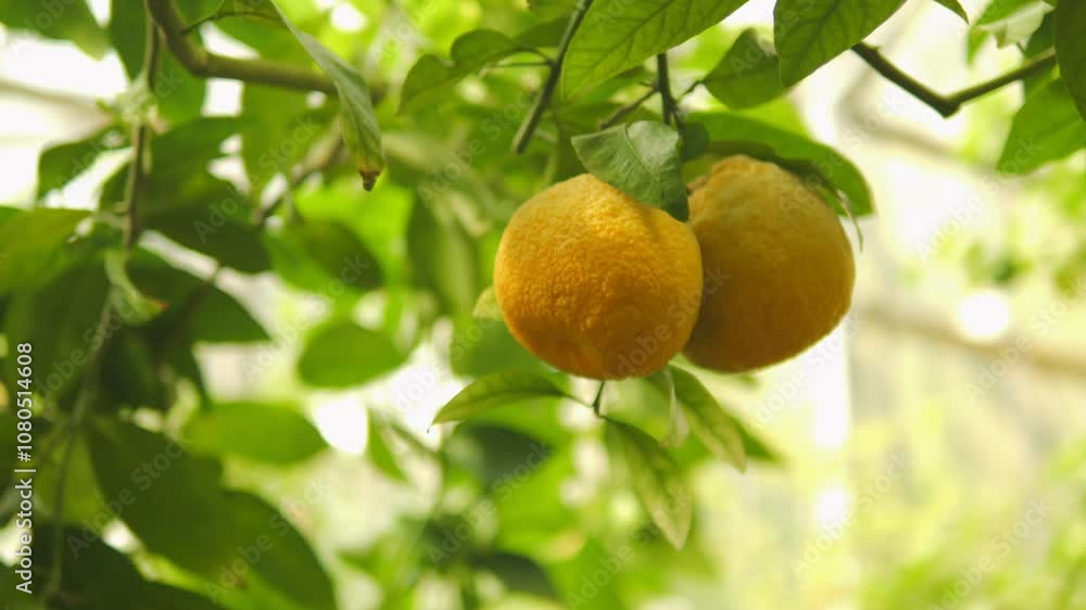 Delicious and Fresh Citrus Fruits Hanging from Tree Branch, Ready for Harvesting Soon