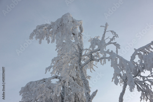 Russia Perm krai winter taiga photo