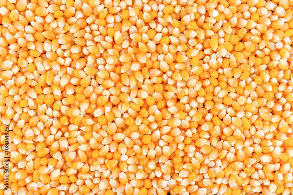 Texture of yellow maize or corns seed grains.Corn is a plant that provides very high carbohydrates.Control blood sugar levels to be stable. Texture of yellow maize or corns seed grains.Corn is a plant that provides very high carbohydrates.Control blood sugar levels to be stable.