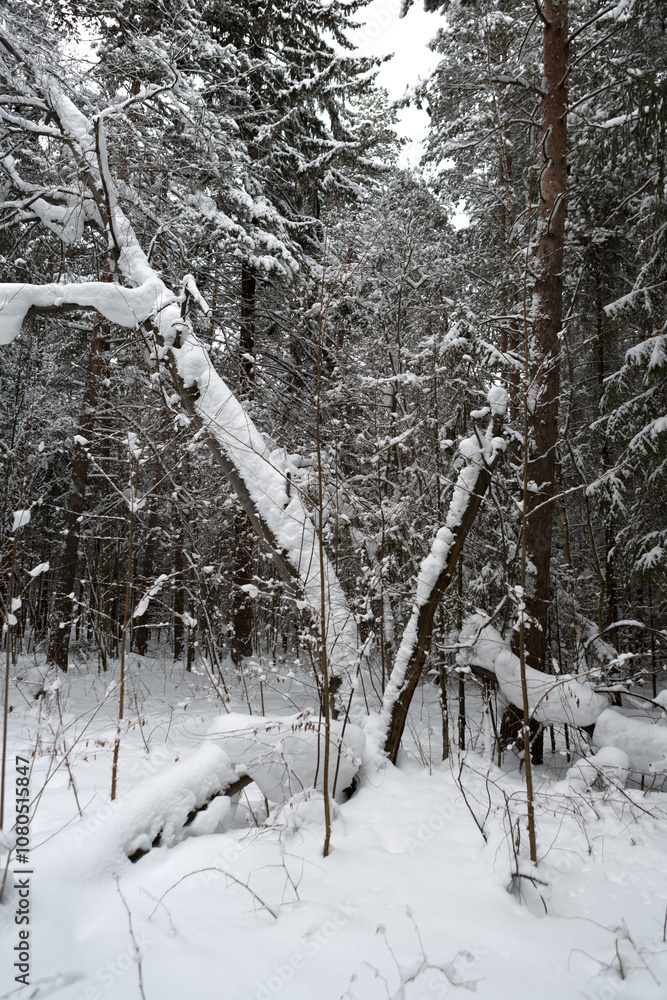 Fototapeta premium Russia Perm krai winter taiga