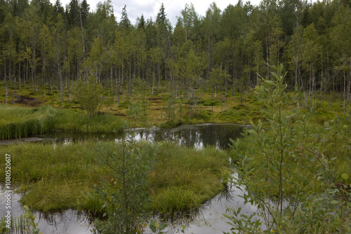 Russia Perm region taiga in autumn