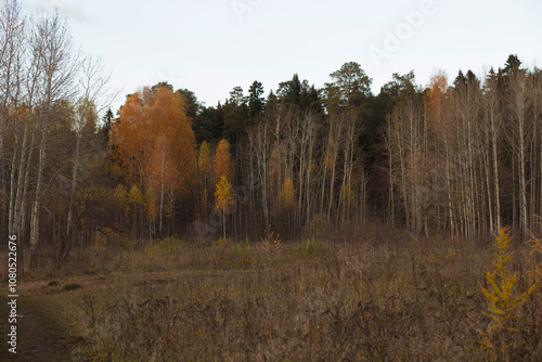 Russia Perm region taiga in autumn