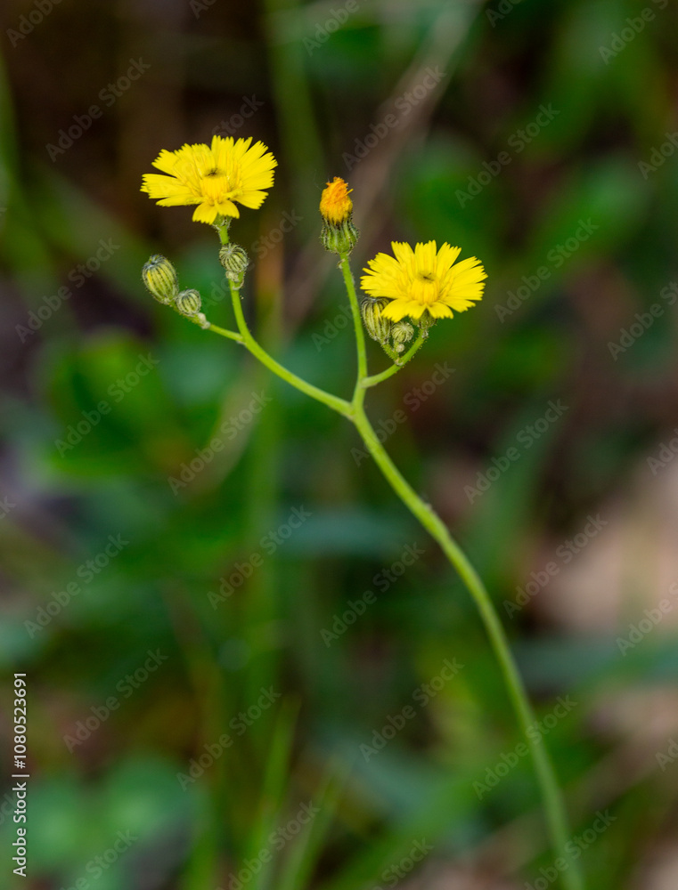 Macrophotographie de fleur sauvage - Piloselle petite-laitue - Pilosella lactucella Macrophotographie de fleur sauvage - Piloselle petite-laitue - Pilosella lactucella