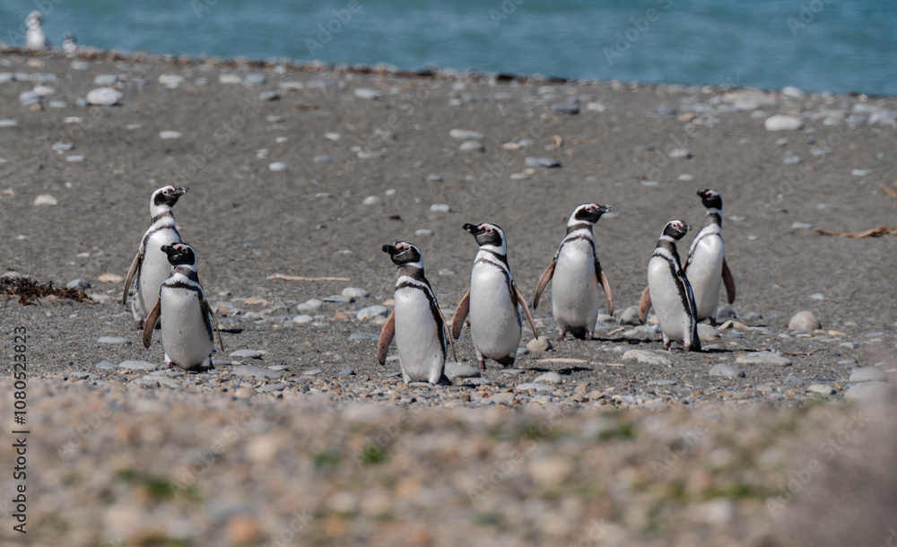Fototapeta premium Pingüino Magallanico - Spheniscus magellanicus