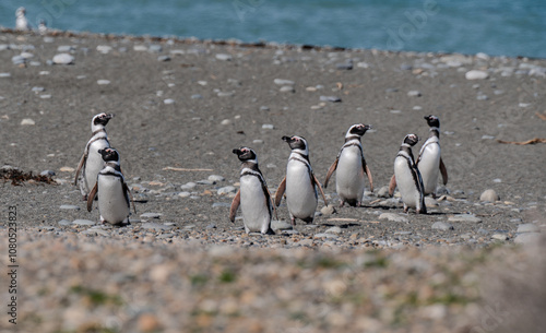 Pingüino Magallanico - Spheniscus magellanicus