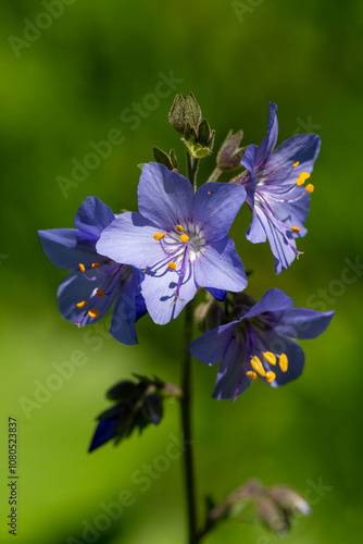 Macrophotographie de fleur sauvage - Polémoine bleue - Polemonium caeruleum photo