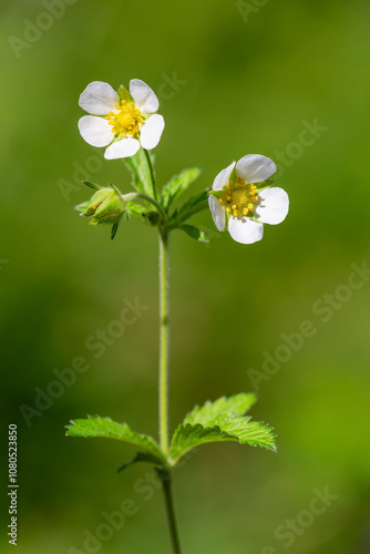 Macrophotographie de fleur sauvage - Potentille des rochers - Drymocallis rupestris photo