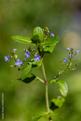 Macrophotographie de fleur sauvage - Véronique des ruisseaux - Veronica beccabunga