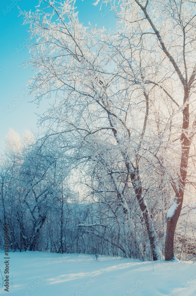 Fototapeta premium Winter Christmas landscape, picturesque winter forest in morning sunlight, trees covered with frost in sunny grove
