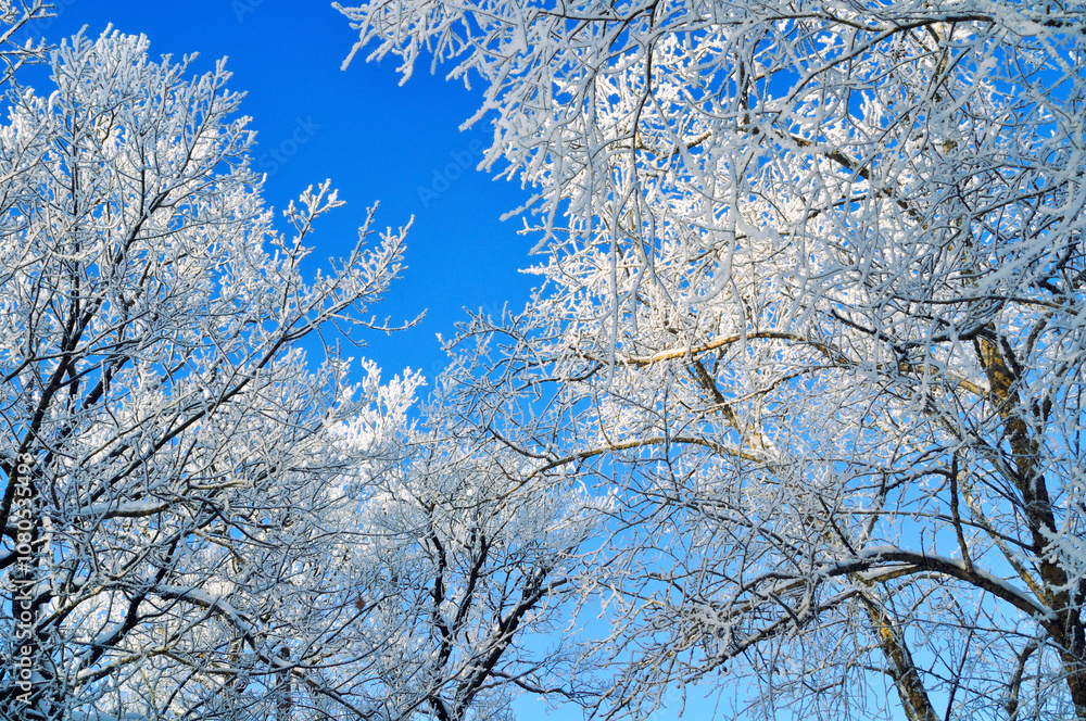 Winter branches background - frosty tree branches covered with ice and frost on the background of blue sky, winter background Winter branches background - frosty tree branches covered with ice and frost on the background of blue sky, winter background