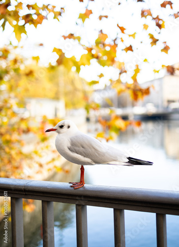 seagull on a fence