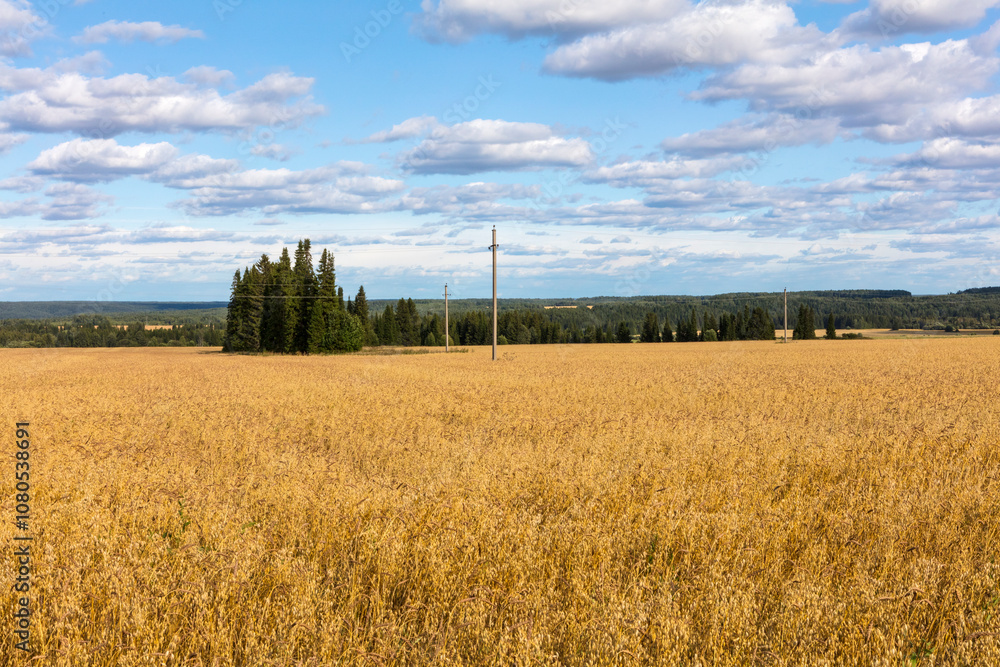 Fototapeta premium Russia Perm region forest landscape on a cloudy summer day