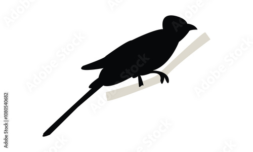 Barn Swallow Silhouette Design  And Vector Illustration. 
